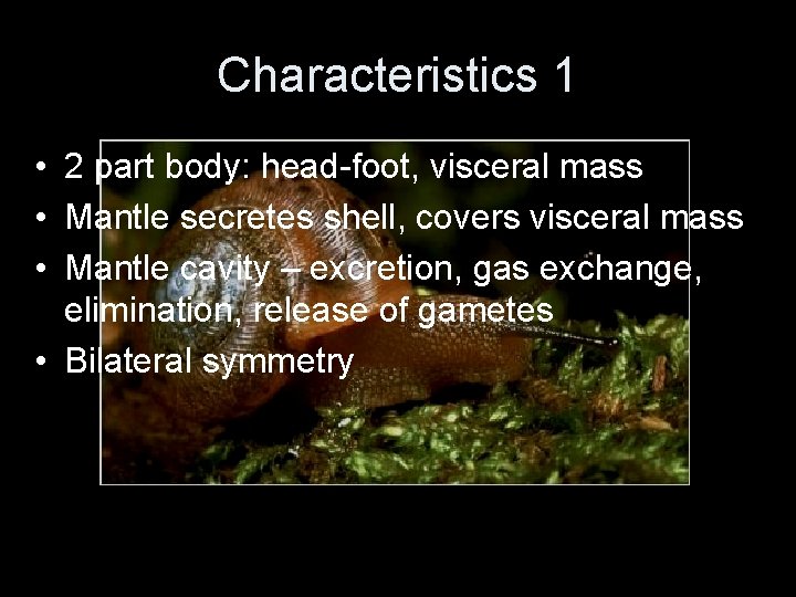 Characteristics 1 • 2 part body: head-foot, visceral mass • Mantle secretes shell, covers