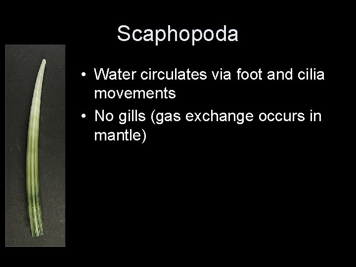Scaphopoda • Water circulates via foot and cilia movements • No gills (gas exchange