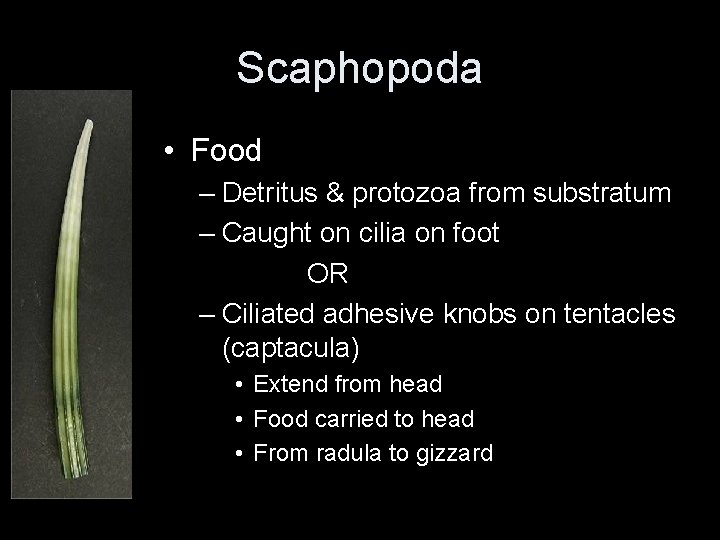 Scaphopoda • Food – Detritus & protozoa from substratum – Caught on cilia on