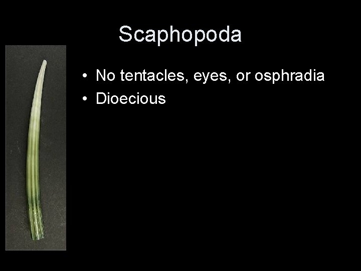 Scaphopoda • No tentacles, eyes, or osphradia • Dioecious 