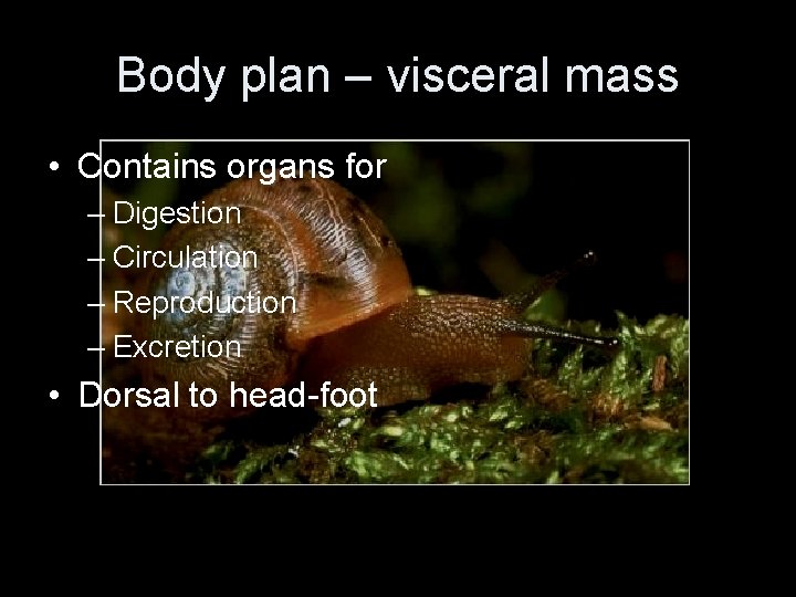 Body plan – visceral mass • Contains organs for – Digestion – Circulation –