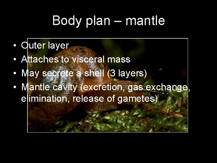 Body plan – mantle • • Outer layer Attaches to visceral mass May secrete