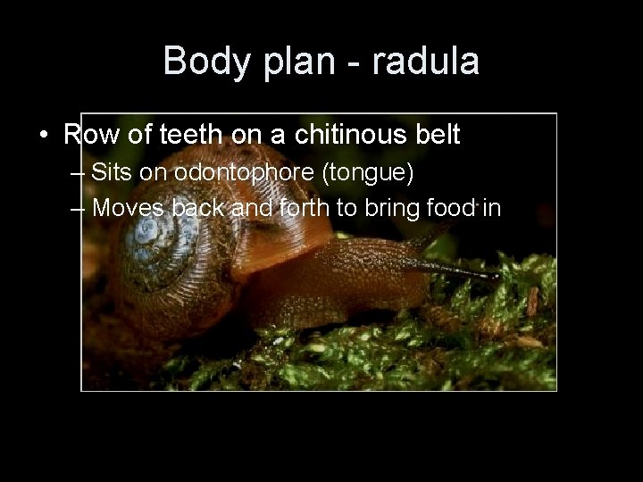 Body plan - radula • Row of teeth on a chitinous belt – Sits