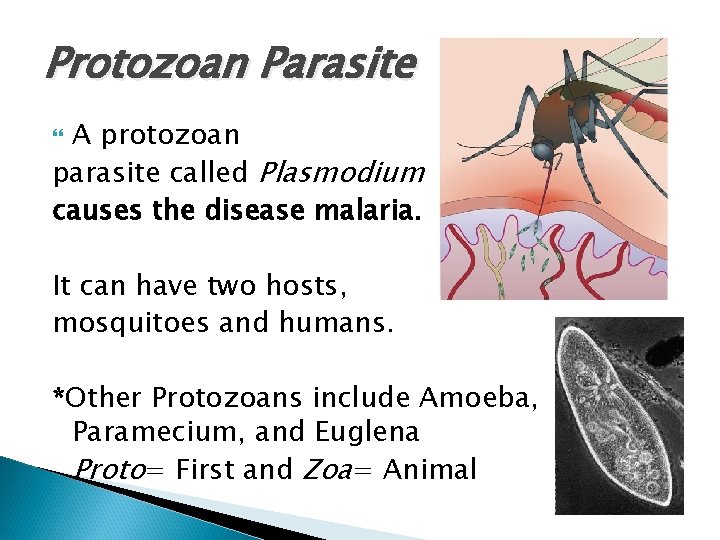 Protozoan Parasite A protozoan parasite called Plasmodium causes the disease malaria. It can have