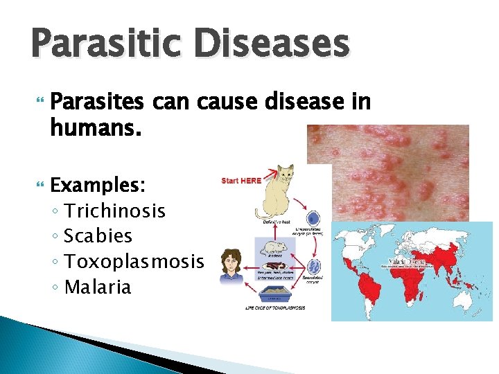 Parasitic Diseases Parasites can cause disease in humans. Examples: ◦ Trichinosis ◦ Scabies ◦