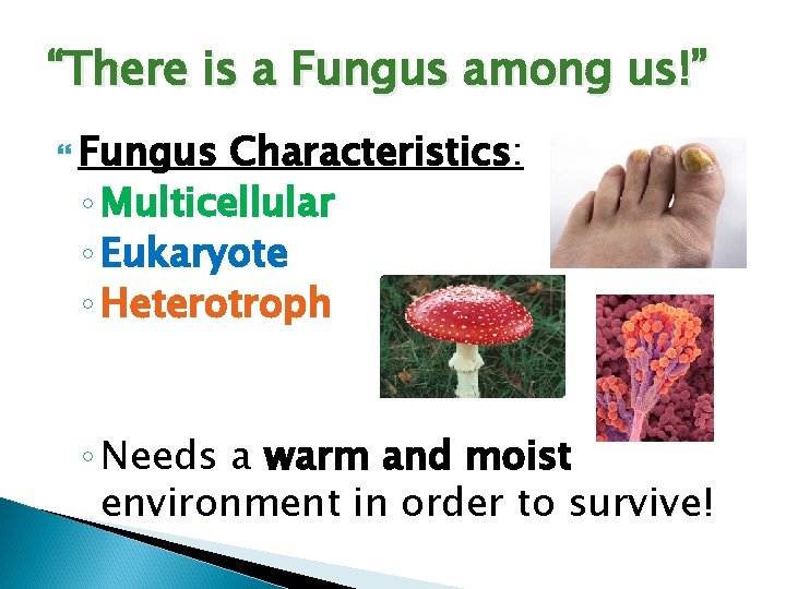 “There is a Fungus among us!” Fungus Characteristics: ◦ Multicellular ◦ Eukaryote ◦ Heterotroph
