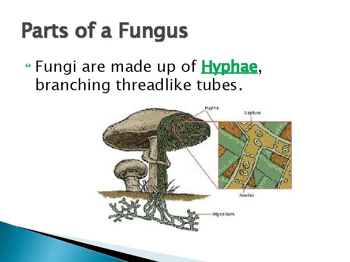 Parts of a Fungus Fungi are made up of Hyphae, branching threadlike tubes. 