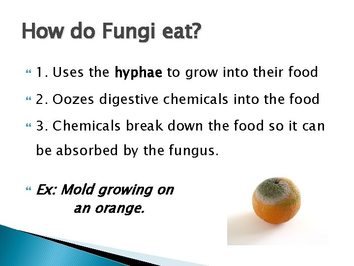 How do Fungi eat? 1. Uses the hyphae to grow into their food 2.