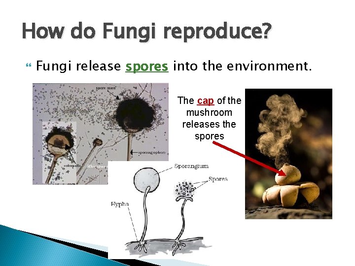 How do Fungi reproduce? Fungi release spores into the environment. The cap of the
