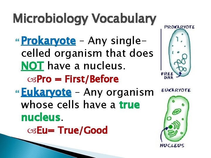 Microbiology Vocabulary Prokaryote – Any singlecelled organism that does NOT have a nucleus. Pro