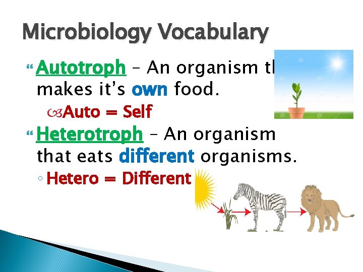 Microbiology Vocabulary Autotroph – An organism that makes it’s own food. Auto = Self