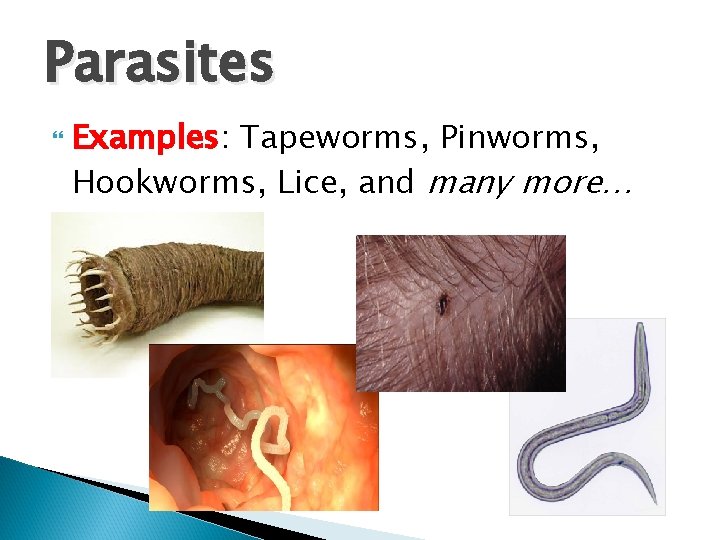 Parasites Examples: Tapeworms, Pinworms, Hookworms, Lice, and many more… 