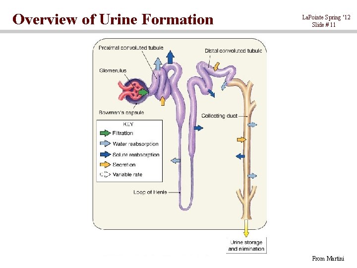 Overview of Urine Formation La. Pointe Spring ‘ 12 Slide # 11 From Martini