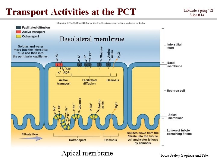 Transport Activities at the PCT La. Pointe Spring ‘ 12 Slide # 14 Basolateral