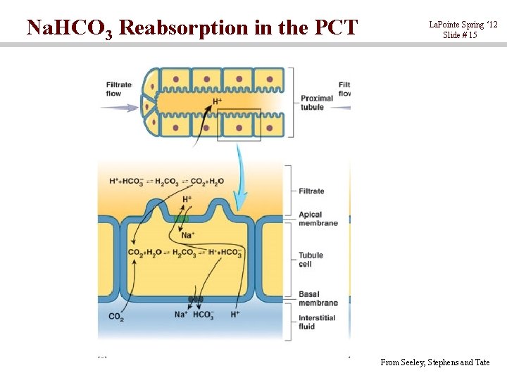 Na. HCO 3 Reabsorption in the PCT La. Pointe Spring ‘ 12 Slide #
