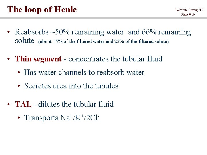 The loop of Henle La. Pointe Spring ‘ 12 Slide # 16 • Reabsorbs