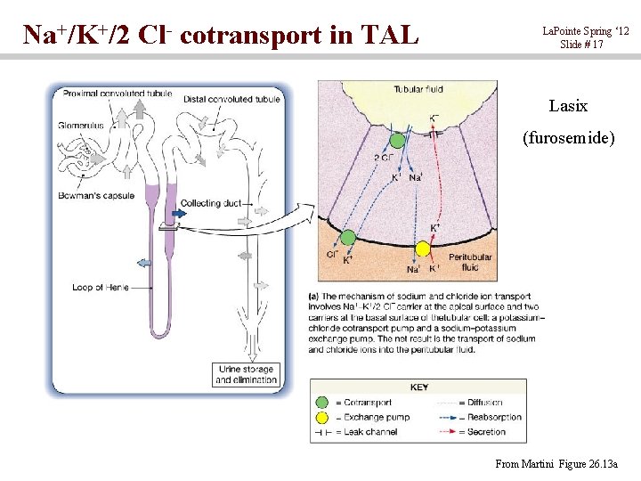 Na+/K+/2 Cl- cotransport in TAL La. Pointe Spring ‘ 12 Slide # 17 Lasix