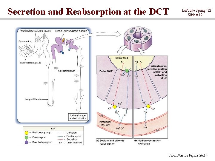 Secretion and Reabsorption at the DCT La. Pointe Spring ‘ 12 Slide # 19