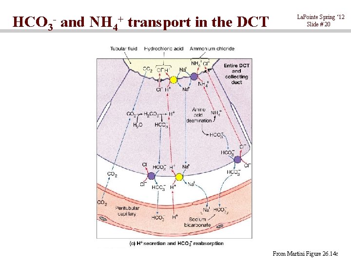 HCO 3 - and NH 4+ transport in the DCT La. Pointe Spring ‘