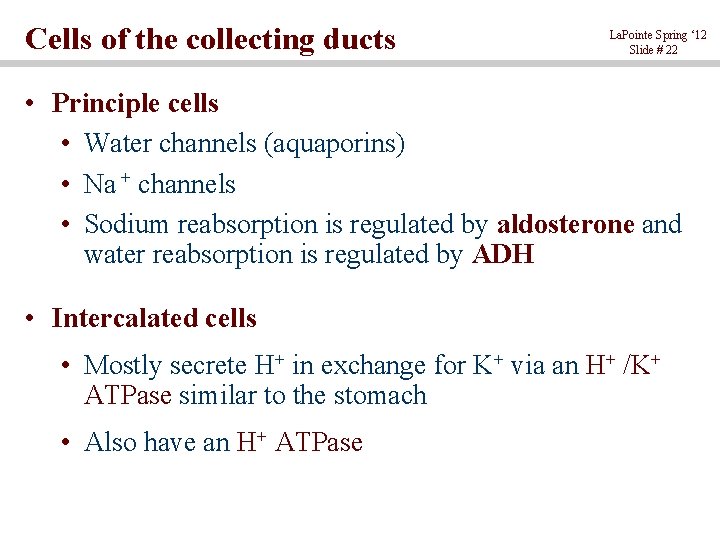 Cells of the collecting ducts La. Pointe Spring ‘ 12 Slide # 22 •