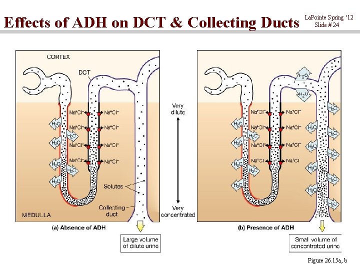Effects of ADH on DCT & Collecting Ducts La. Pointe Spring ‘ 12 Slide