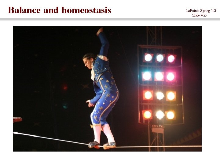 Balance and homeostasis La. Pointe Spring ‘ 12 Slide # 25 