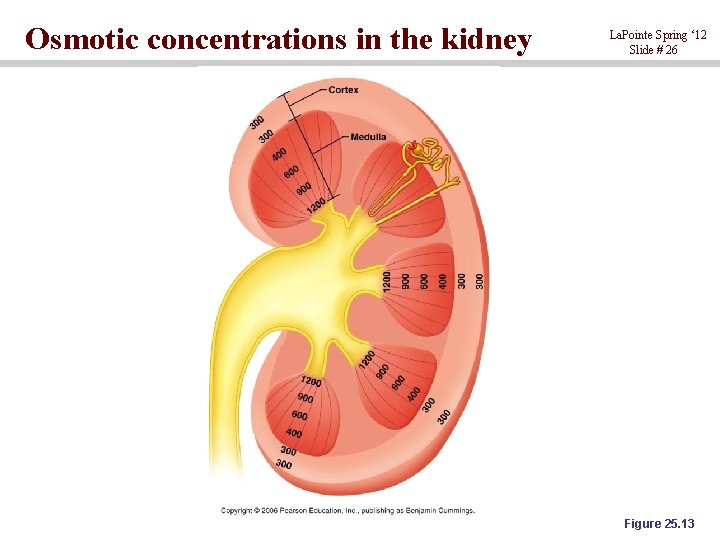 Osmotic concentrations in the kidney La. Pointe Spring ‘ 12 Slide # 26 Figure