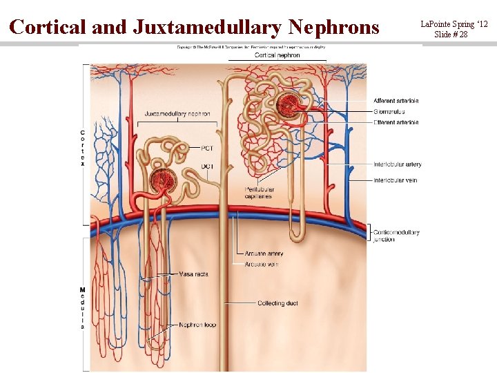 Cortical and Juxtamedullary Nephrons La. Pointe Spring ‘ 12 Slide # 28 