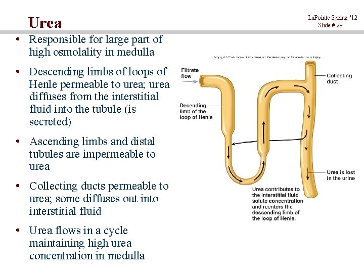 Urea • Responsible for large part of high osmolality in medulla • Descending limbs
