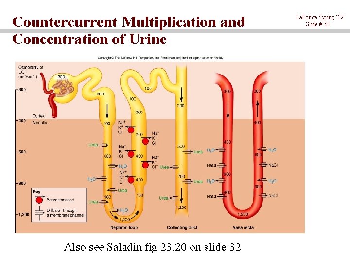 Countercurrent Multiplication and Concentration of Urine Also see Saladin fig 23. 20 on slide