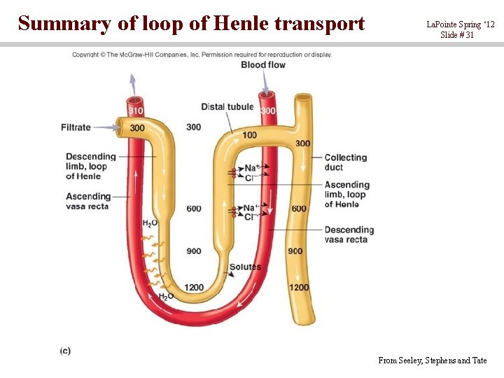 Summary of loop of Henle transport La. Pointe Spring ‘ 12 Slide # 31