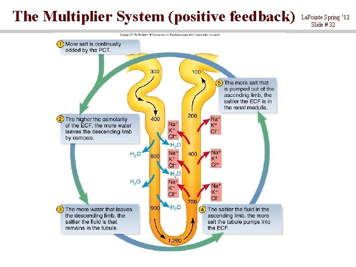 The Multiplier System (positive feedback) La. Pointe Spring ‘ 12 Slide # 32 
