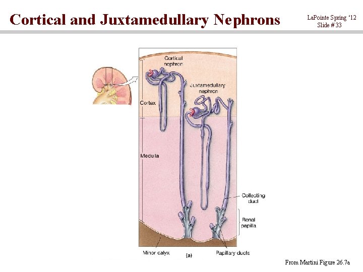 Cortical and Juxtamedullary Nephrons La. Pointe Spring ‘ 12 Slide # 33 From Martini