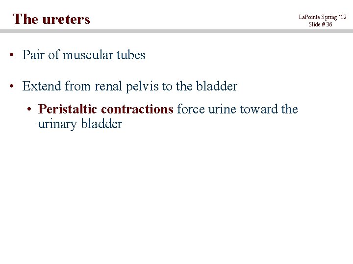 The ureters • Pair of muscular tubes • Extend from renal pelvis to the