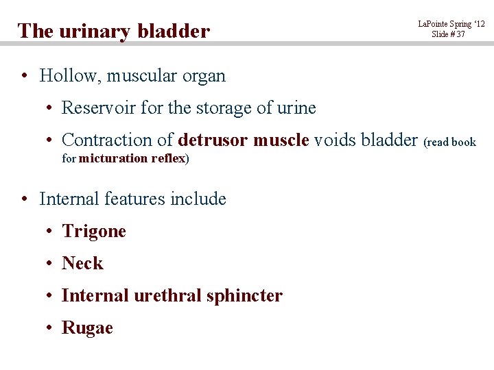 The urinary bladder La. Pointe Spring ‘ 12 Slide # 37 • Hollow, muscular