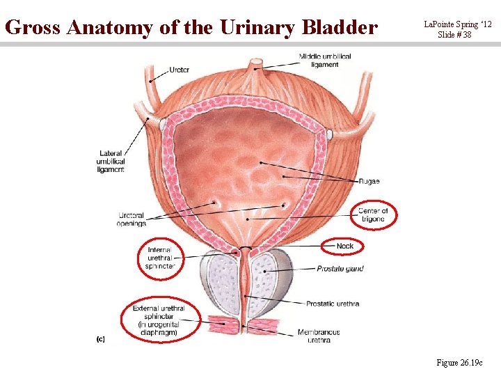 Gross Anatomy of the Urinary Bladder La. Pointe Spring ‘ 12 Slide # 38