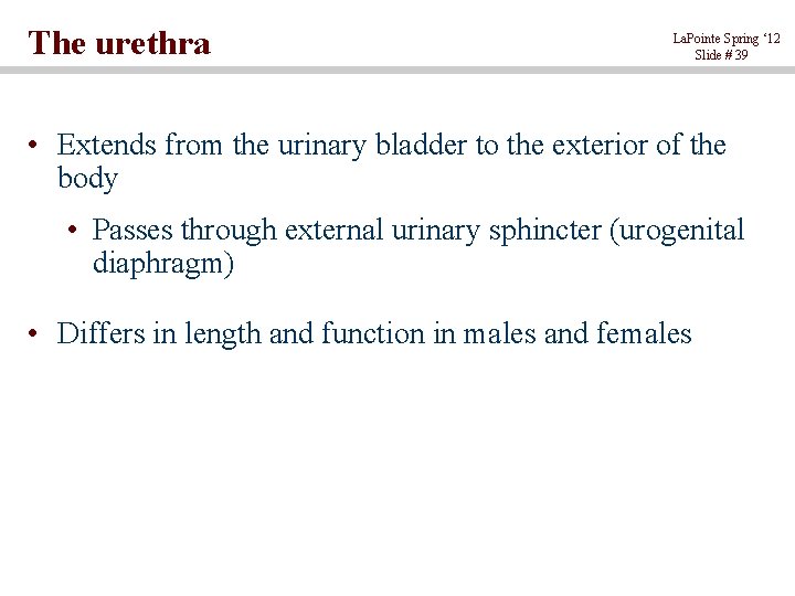The urethra La. Pointe Spring ‘ 12 Slide # 39 • Extends from the