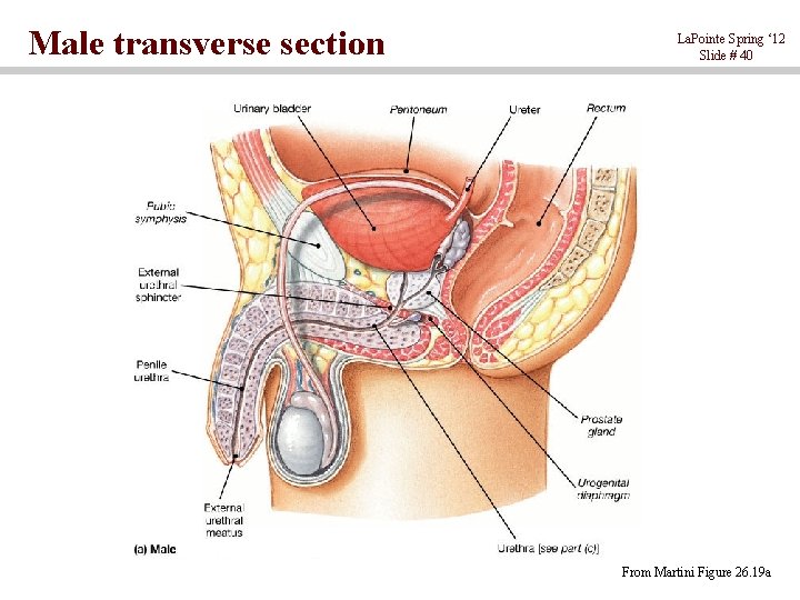 Male transverse section La. Pointe Spring ‘ 12 Slide # 40 From Martini Figure