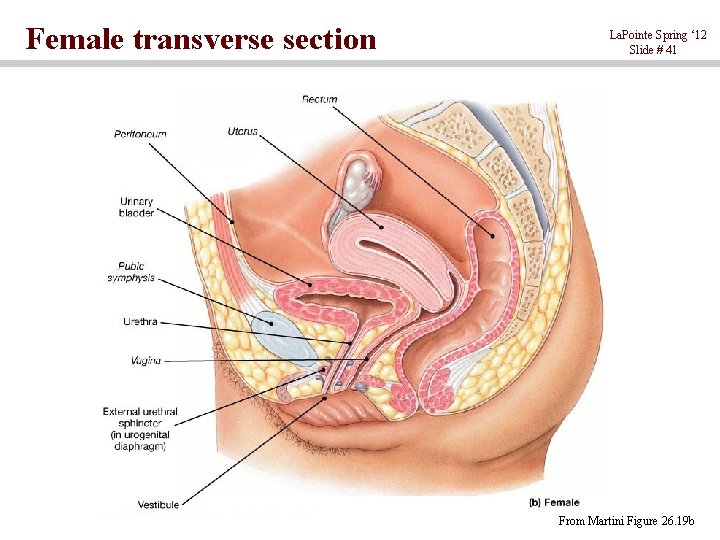 Female transverse section La. Pointe Spring ‘ 12 Slide # 41 From Martini Figure