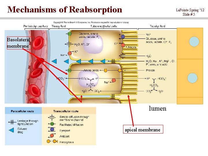 Mechanisms of Reabsorption La. Pointe Spring ‘ 12 Slide # 5 Basolateral membrane lumen