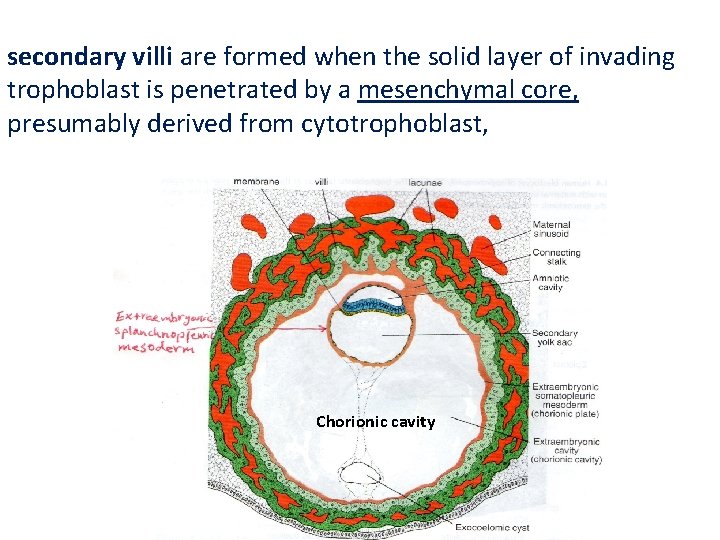 secondary villi are formed when the solid layer of invading trophoblast is penetrated by