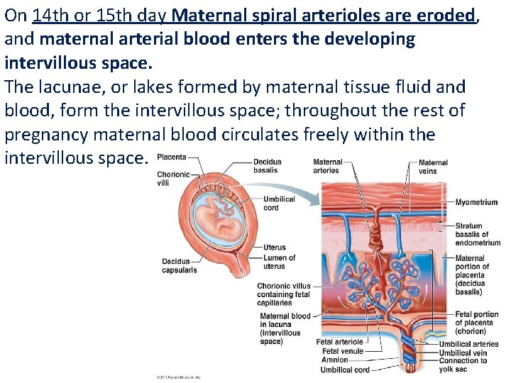 On 14 th or 15 th day Maternal spiral arterioles are eroded, and maternal