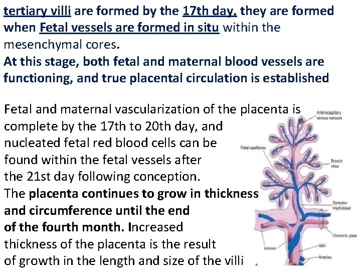 tertiary villi are formed by the 17 th day, they are formed when Fetal