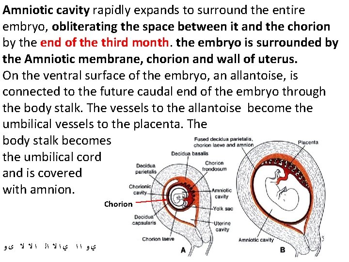 Amniotic cavity rapidly expands to surround the entire embryo, obliterating the space between it