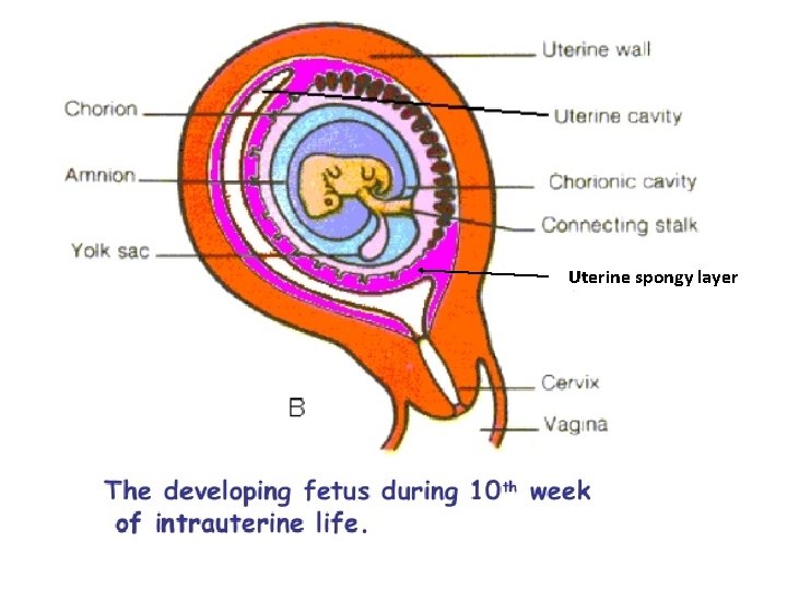 25 Development of Fetal membranes and placenta Prof