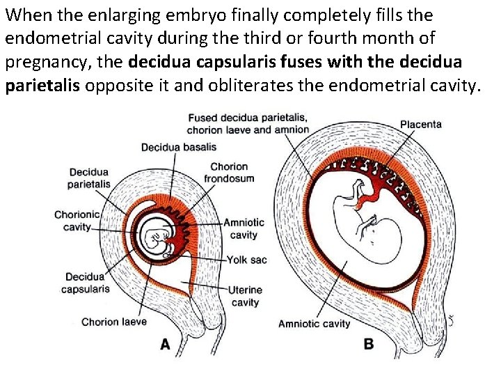 When the enlarging embryo finally completely fills the endometrial cavity during the third or