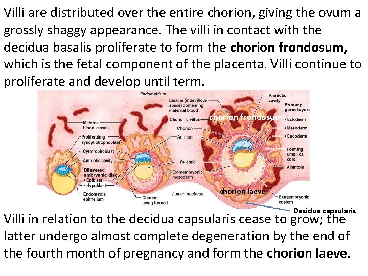 Villi are distributed over the entire chorion, giving the ovum a grossly shaggy appearance.