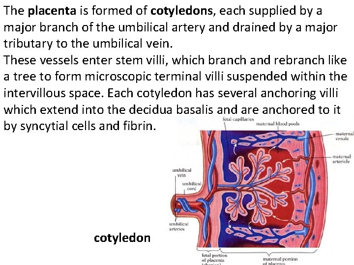 The placenta is formed of cotyledons, each supplied by a major branch of the
