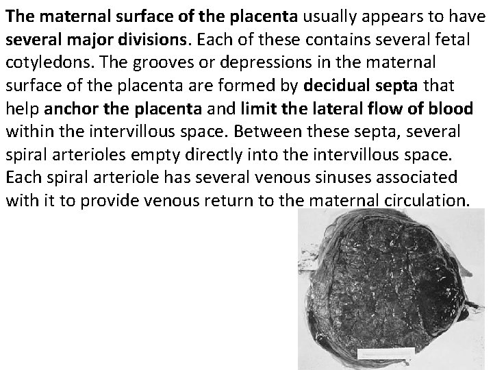 The maternal surface of the placenta usually appears to have several major divisions. Each