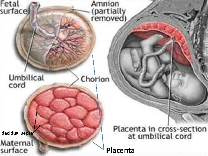 decidual septa Placenta 